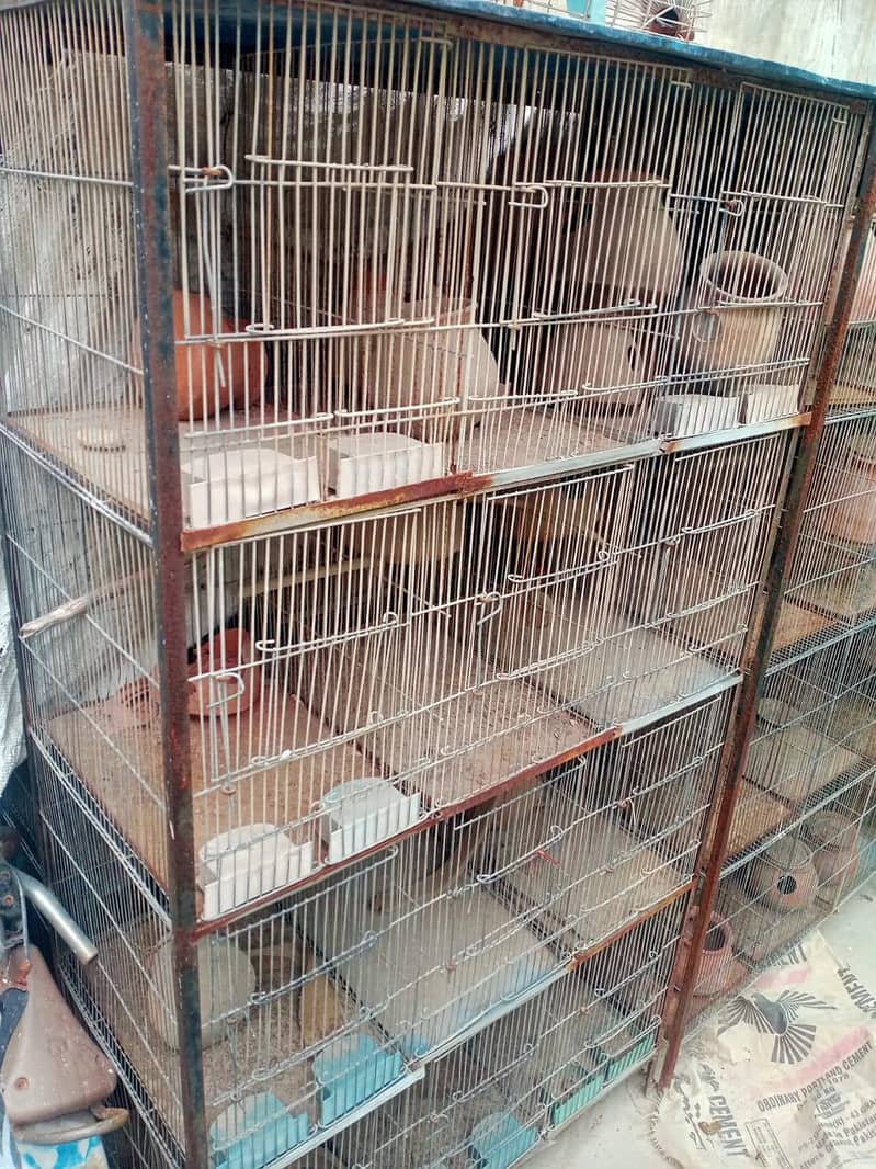 Bird Cage 5