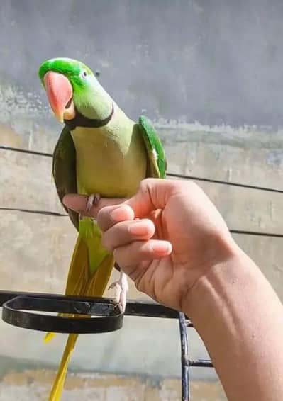 Kashmiri raw parrot for sale