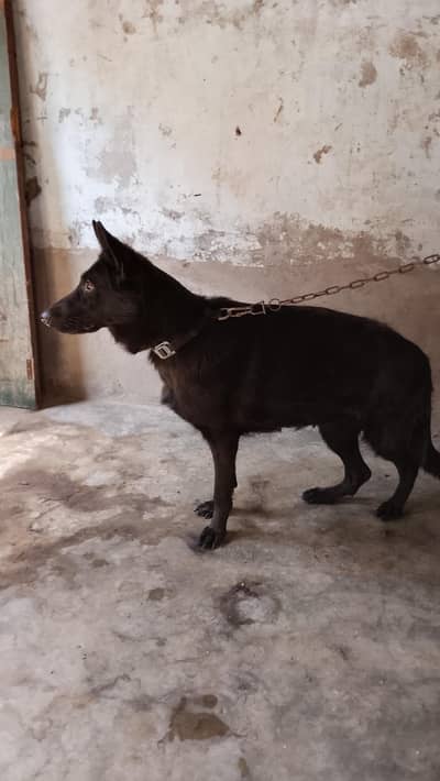 blacak shepherd double coate bridar03007917789