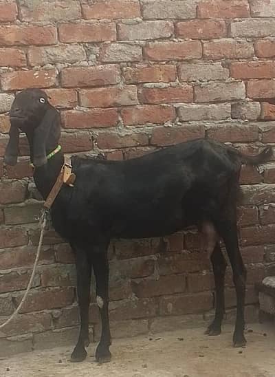 ambarsari beetal bakri for sale