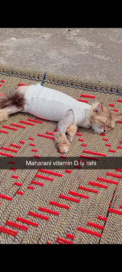 Ginger female Persian cat for sale