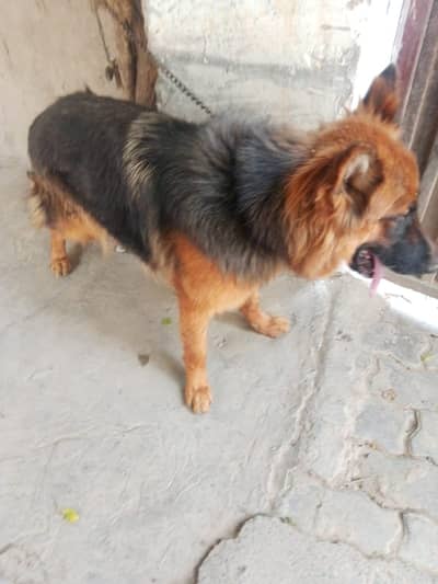 pure German shepherd female
