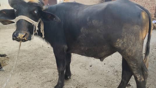 Qurbani wala Kata  For sale