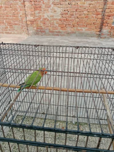 Lovebirds