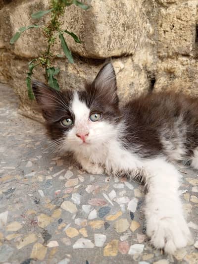 Tuxedo Female 2 Month Kitten