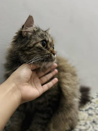 Persian female