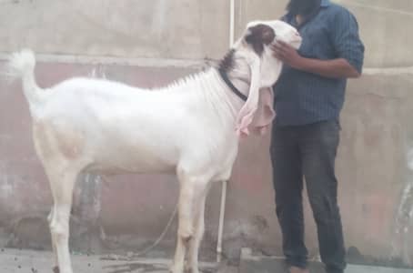 4 dant andu bakra