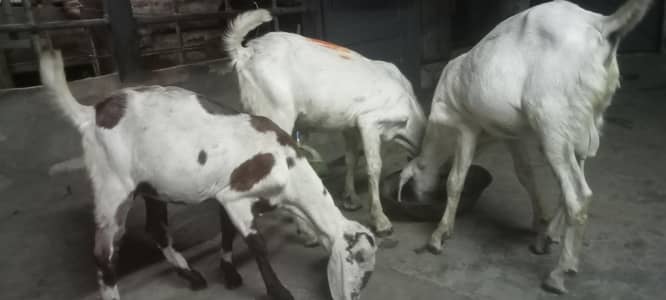 3 gotes very beautiful .