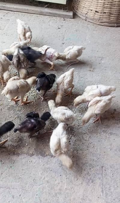 paper white heera chick available