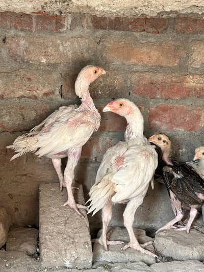 Premium Quality Aseel For Sale