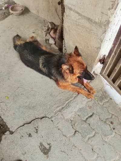German shepherd female
