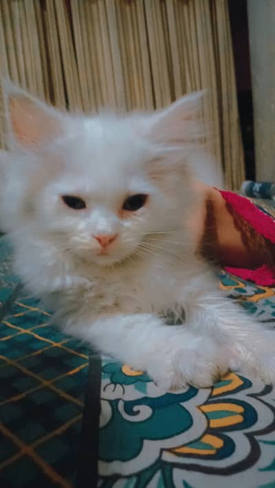 Persian Kitten for sale (Home Breed)