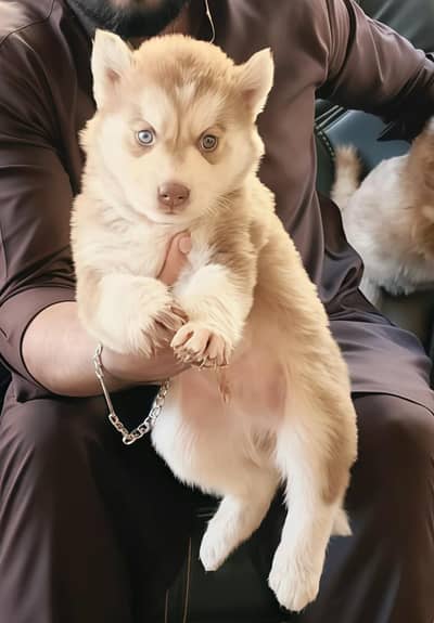Pure Siberian Husky For Sale in Karachi Male & Female 2 Months Old