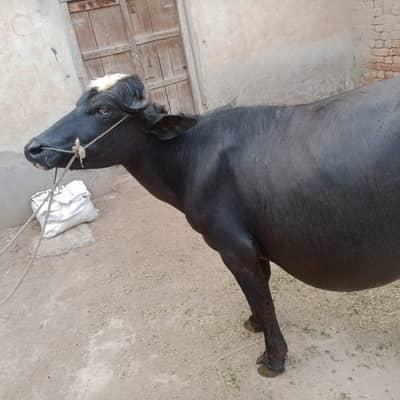Healthy Katta for Sale – 2 Years 8 Months Old | 160 KG For Eid