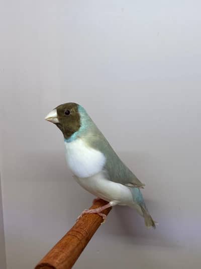 Finches for sale in faisalabad