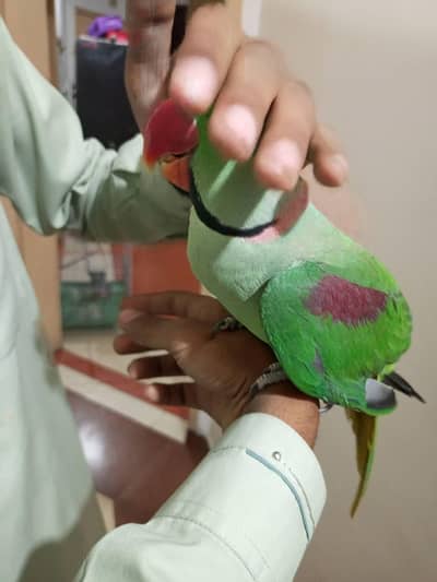 raw parrot male