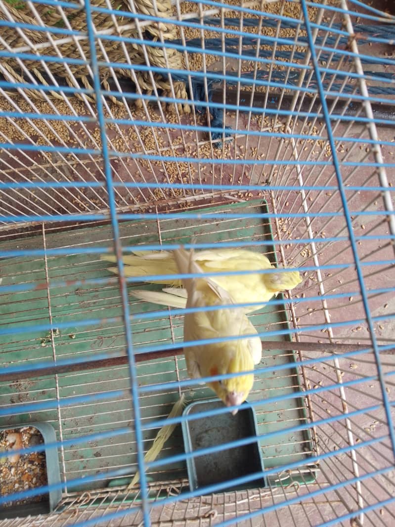 pair  parrot 0