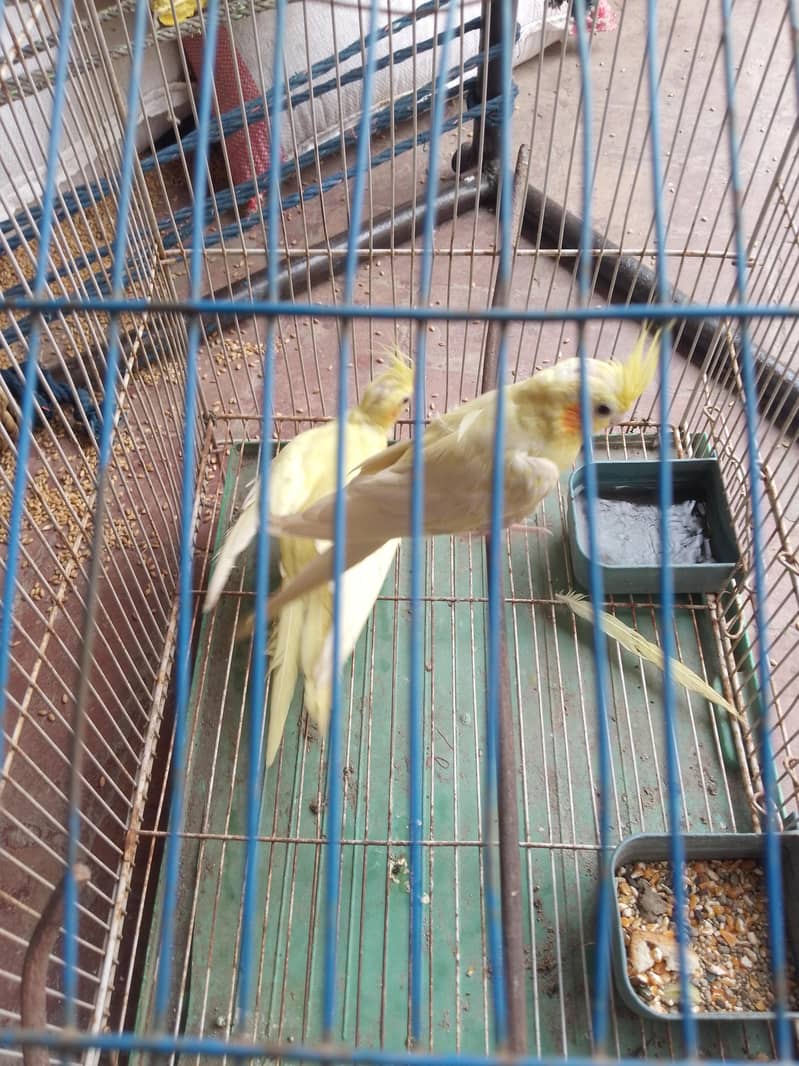 pair  parrot 2