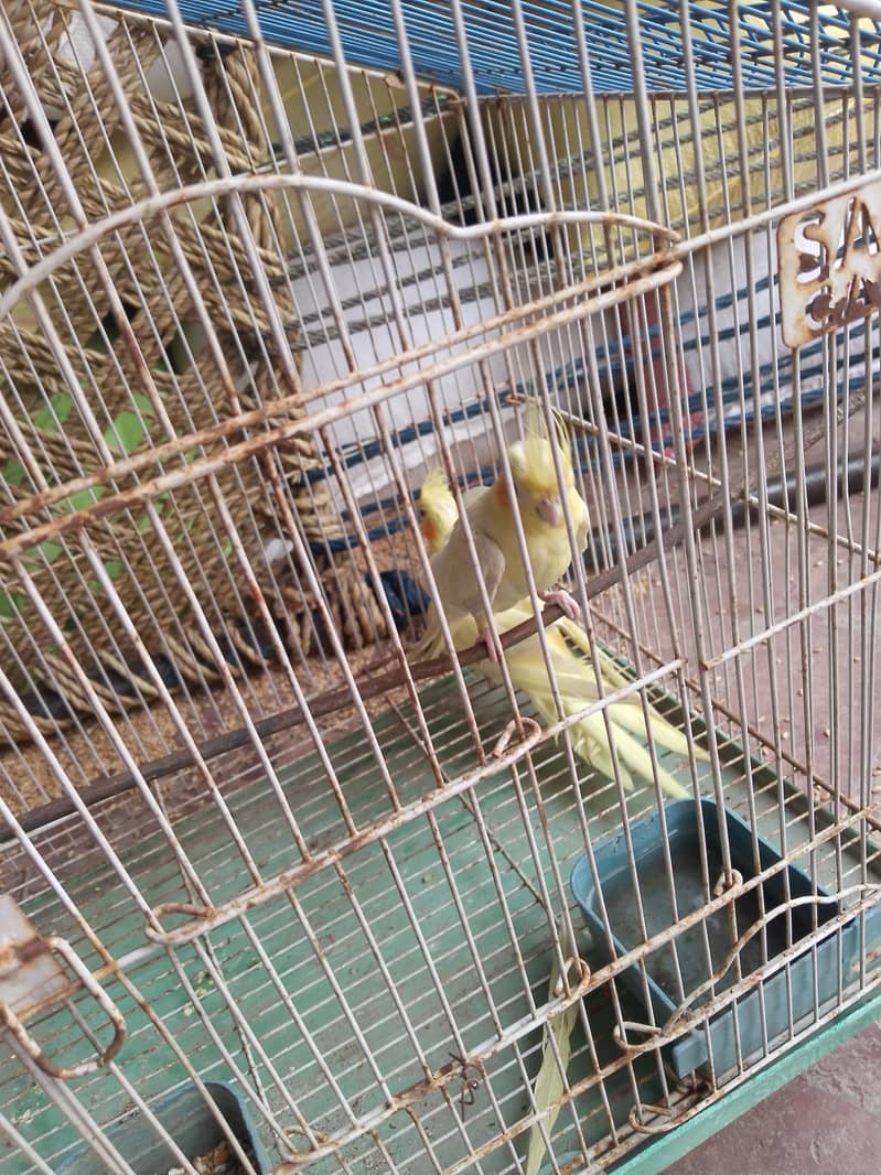 pair  parrot 3