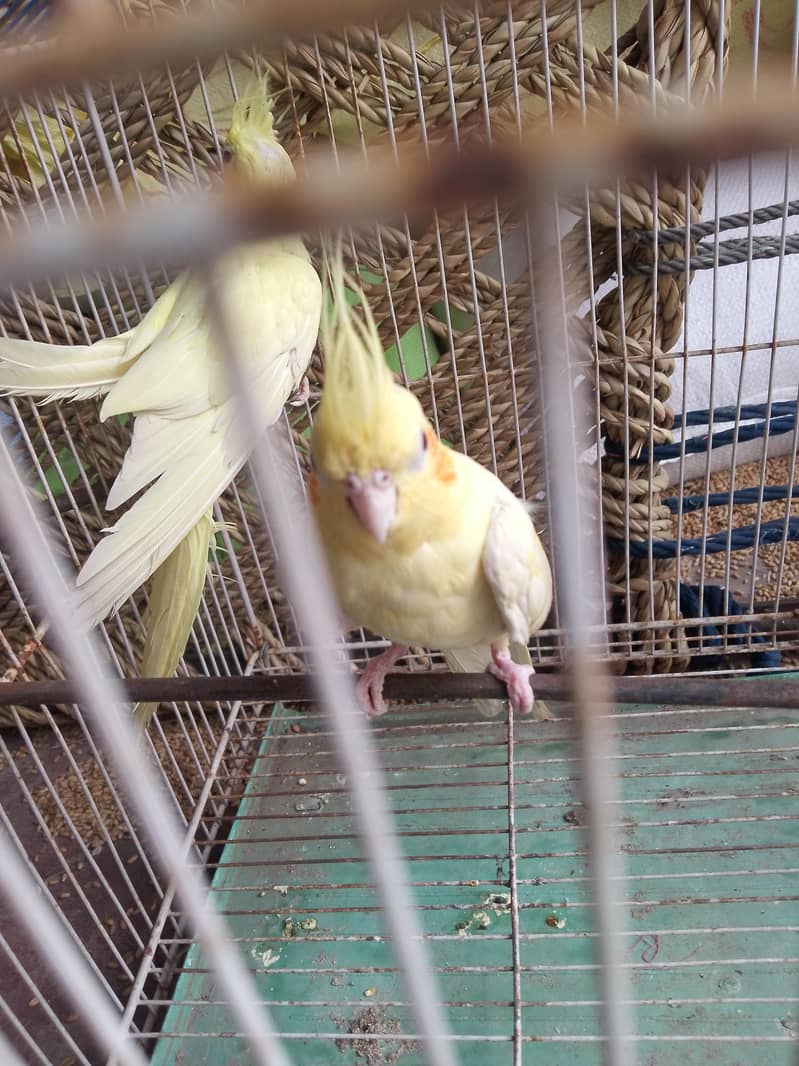 pair  parrot 4