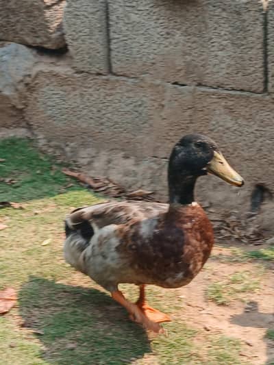 Male duck