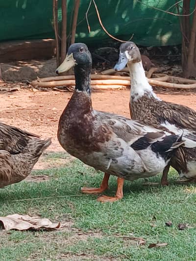 Male duck