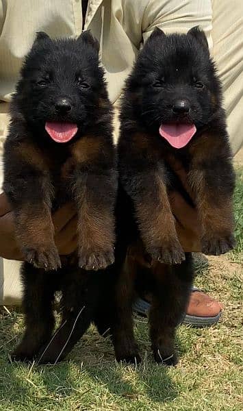 German shepherd long cout pair 2 mahnt for sale active and healthy