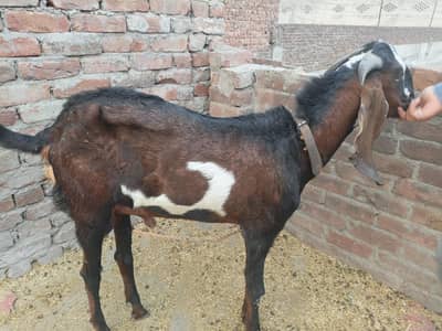 donda bakra