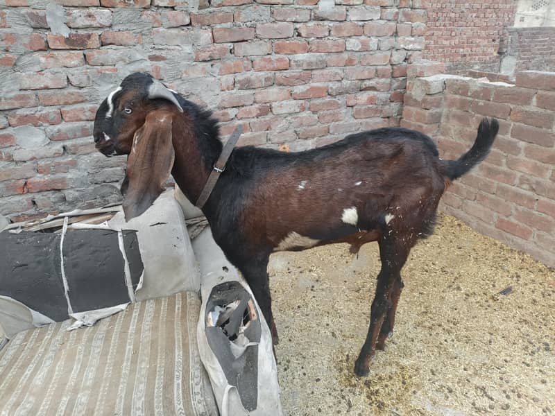 donda bakra 1