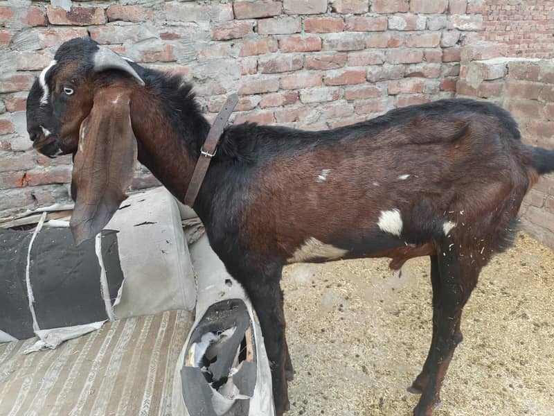 donda bakra 2