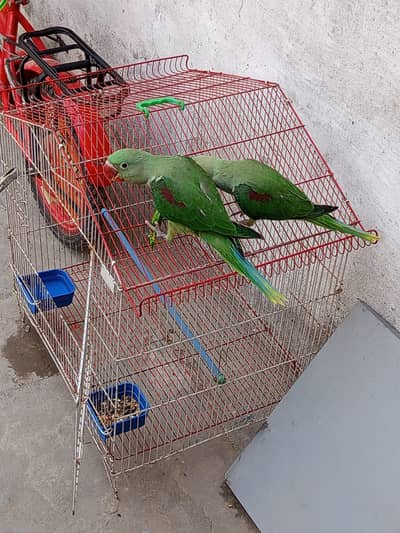 raw chicke
