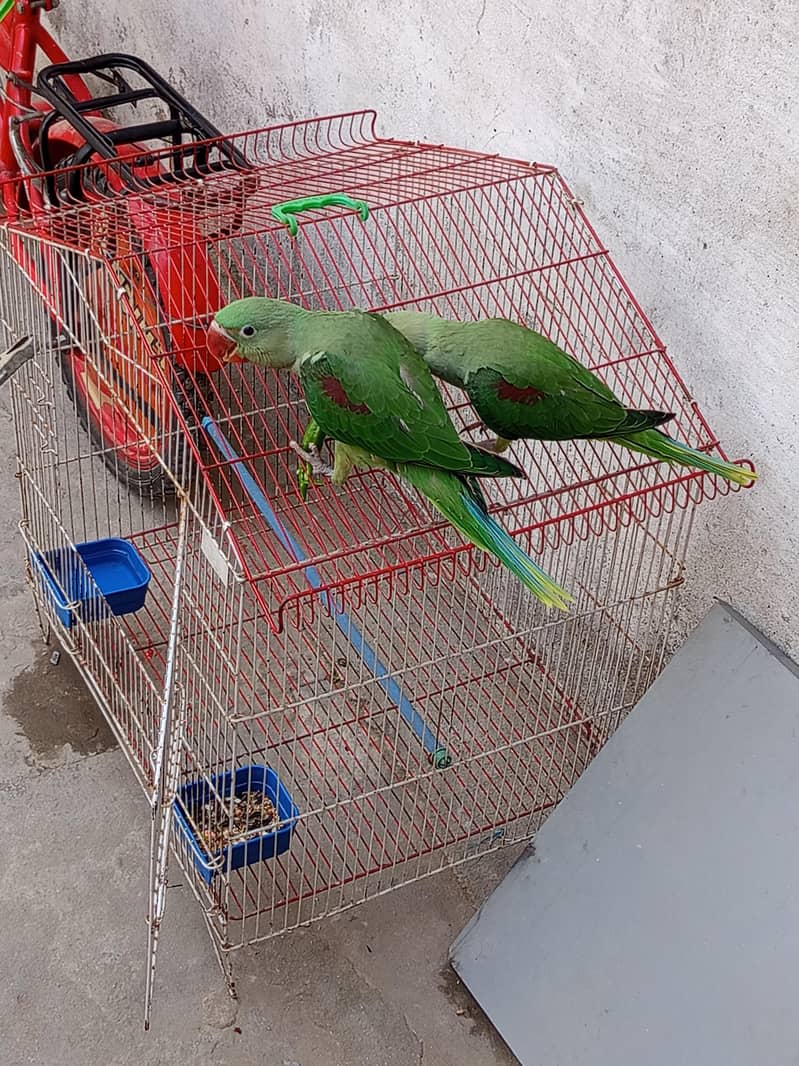 raw chicke 0