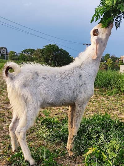 bakra