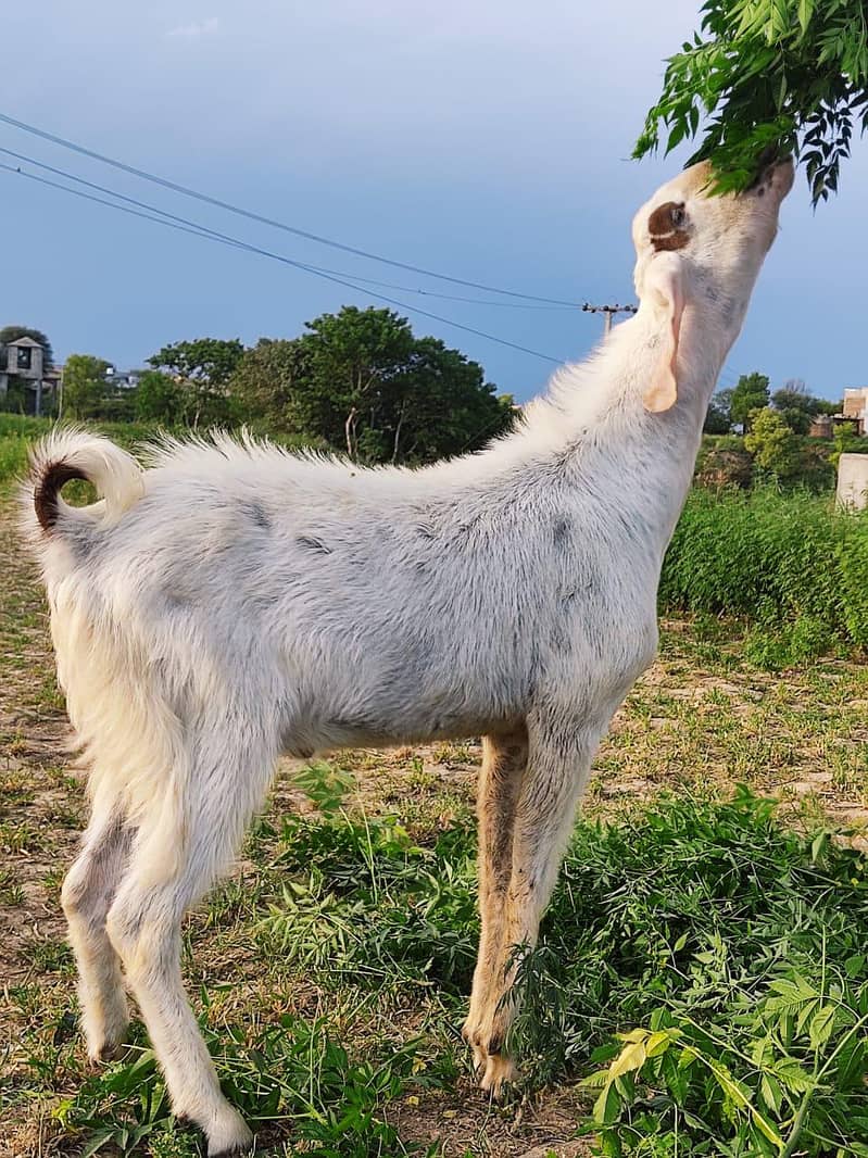 bakra 0