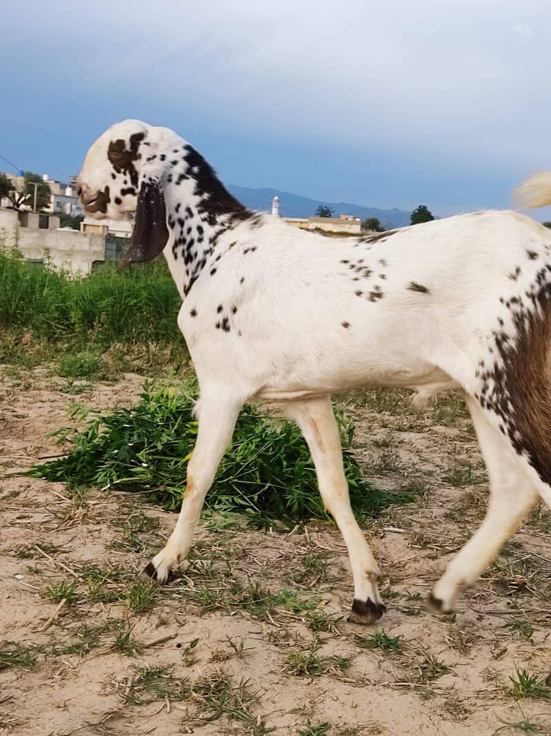 bakra 1