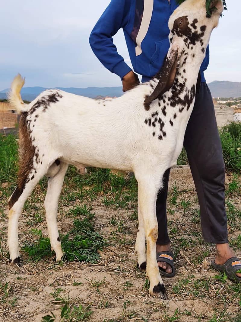 bakra 2