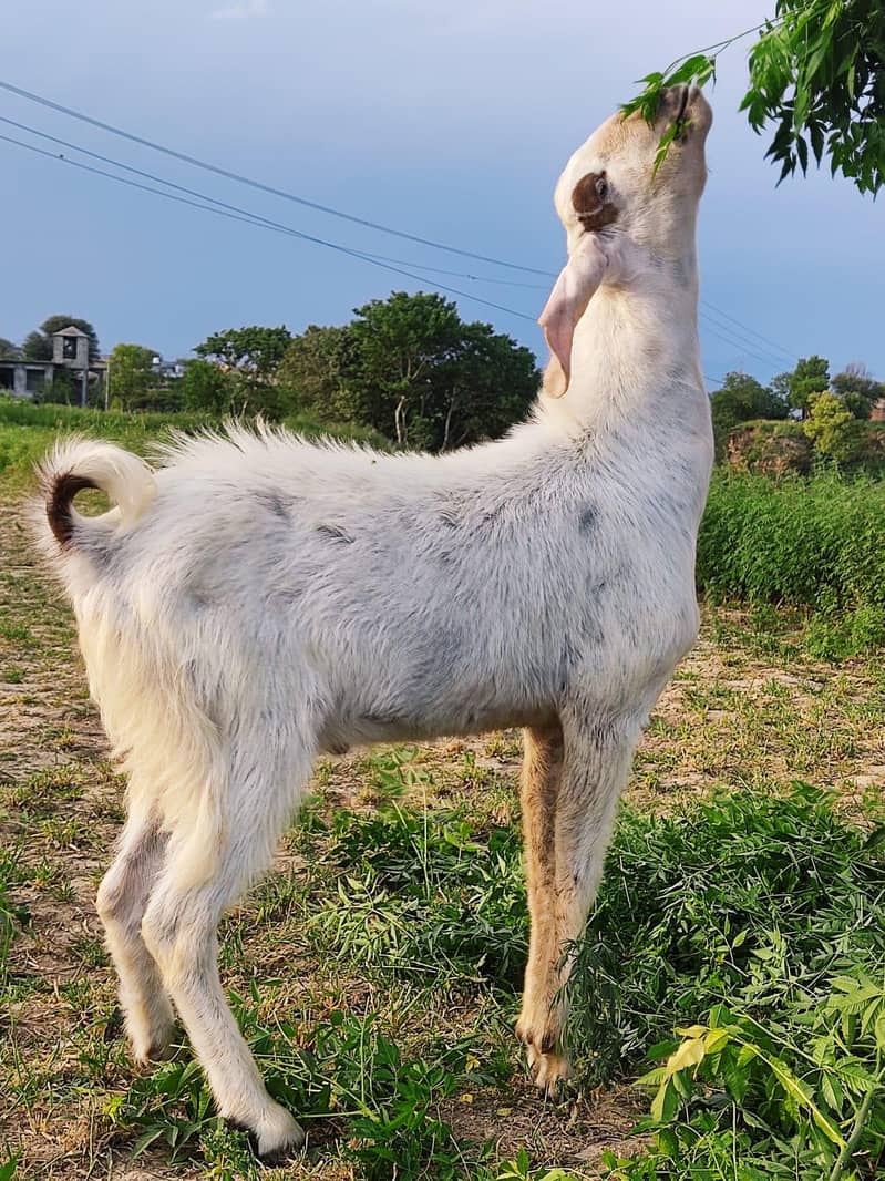 bakra 4