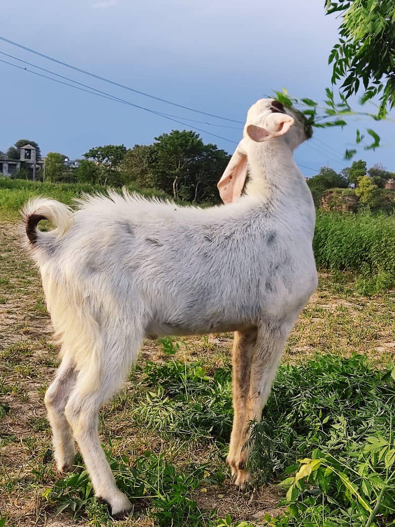 bakra 5