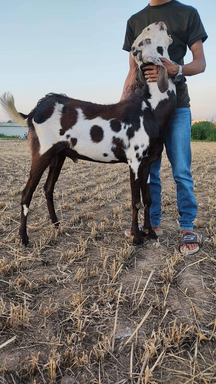 bakra 6
