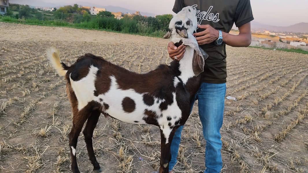 bakra 7