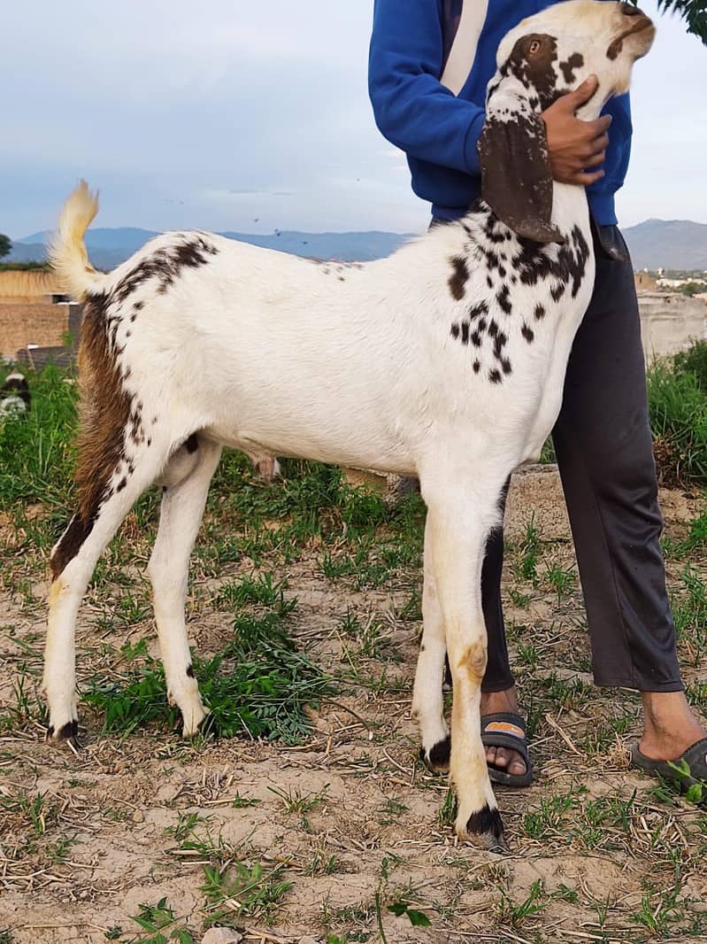 bakra 8
