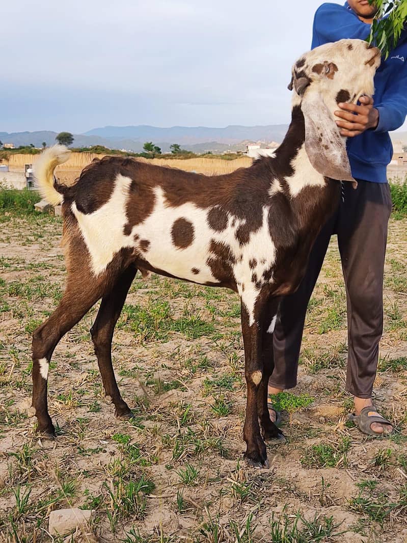 bakra 9