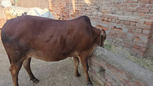 Sahiwal breed