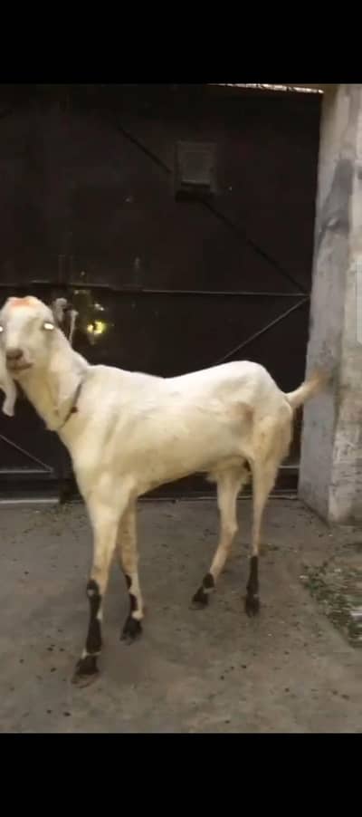 Qurabni bkry