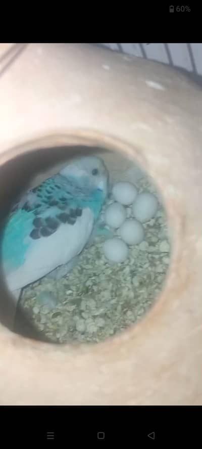 Cage and pair with baby's for sale