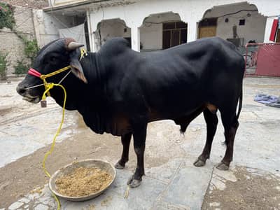 2 dant saiwali bull for sale
