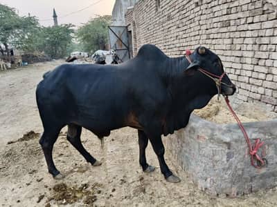 Wacha for sale | Bull for sale| Qurbani