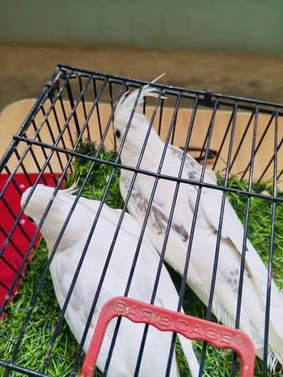 Spotted to v pied pair / cream cocktail pair / latino Gouldian pair av