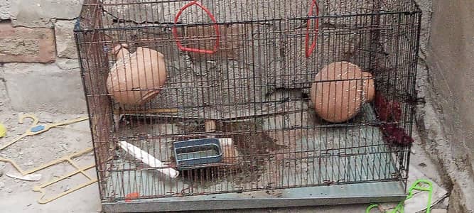 cage for sale