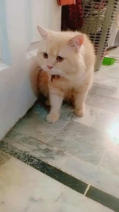 percian cat for sale